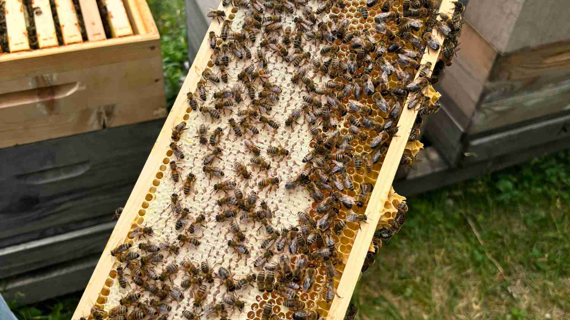 PROJECT 2028: How hectares of nectar are revolutionizing the bee population