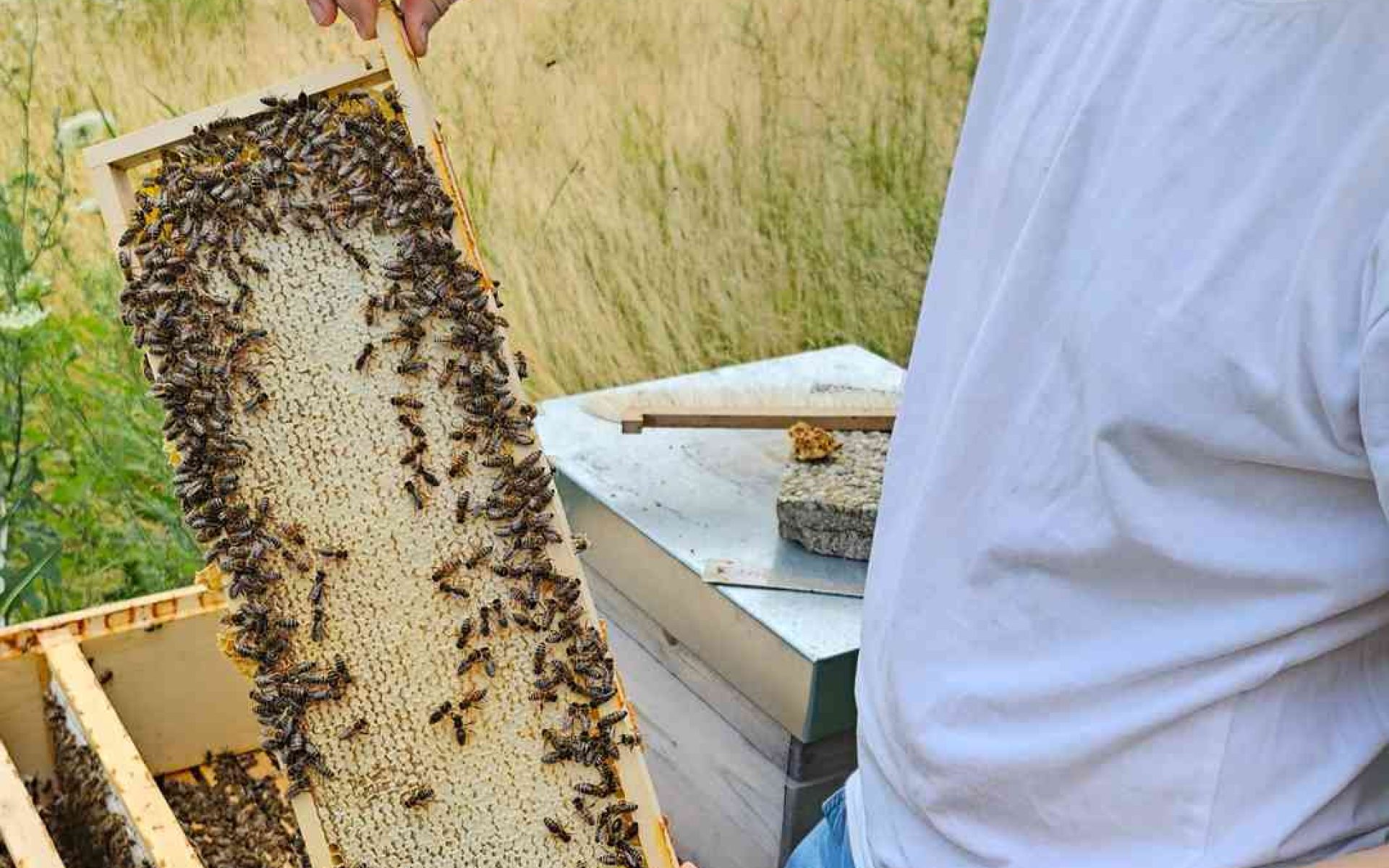 Imkerei mit Bienen